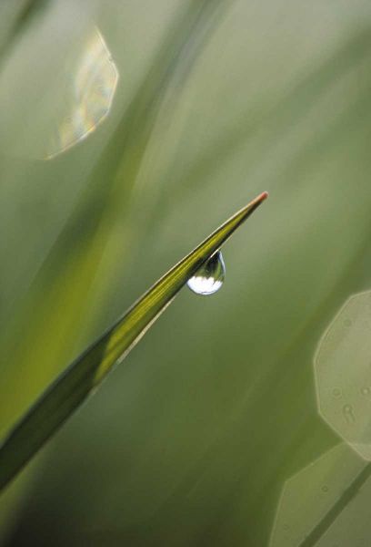 Blade of Grass with Dewdrop